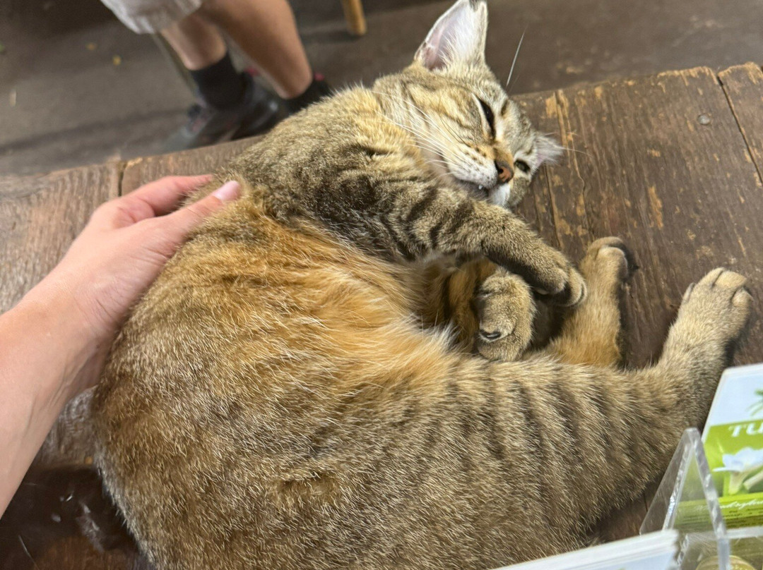 North Shore Macadamia Nut Company-哈雷瓦必去景点