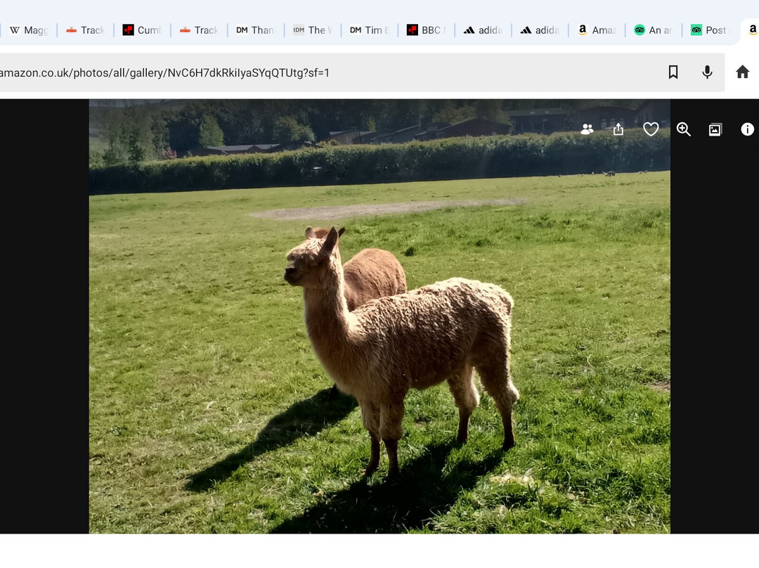 All About Alpacas Ltd.