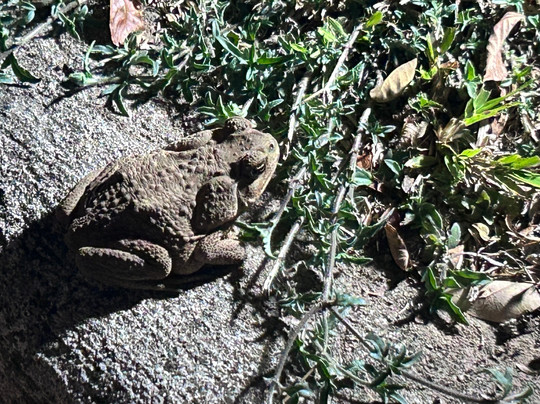 Kalkonu Travel-Ciudad Colon必去景点