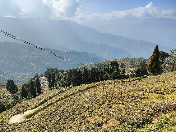 Happy Valley Tea Estate-大吉岭必去景点