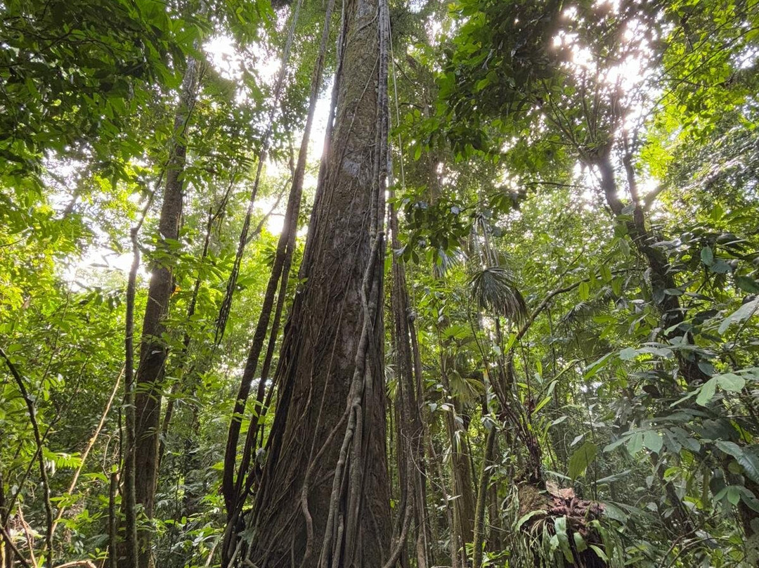 Puerto Jimenez De Puntarenas Costarica景点图片