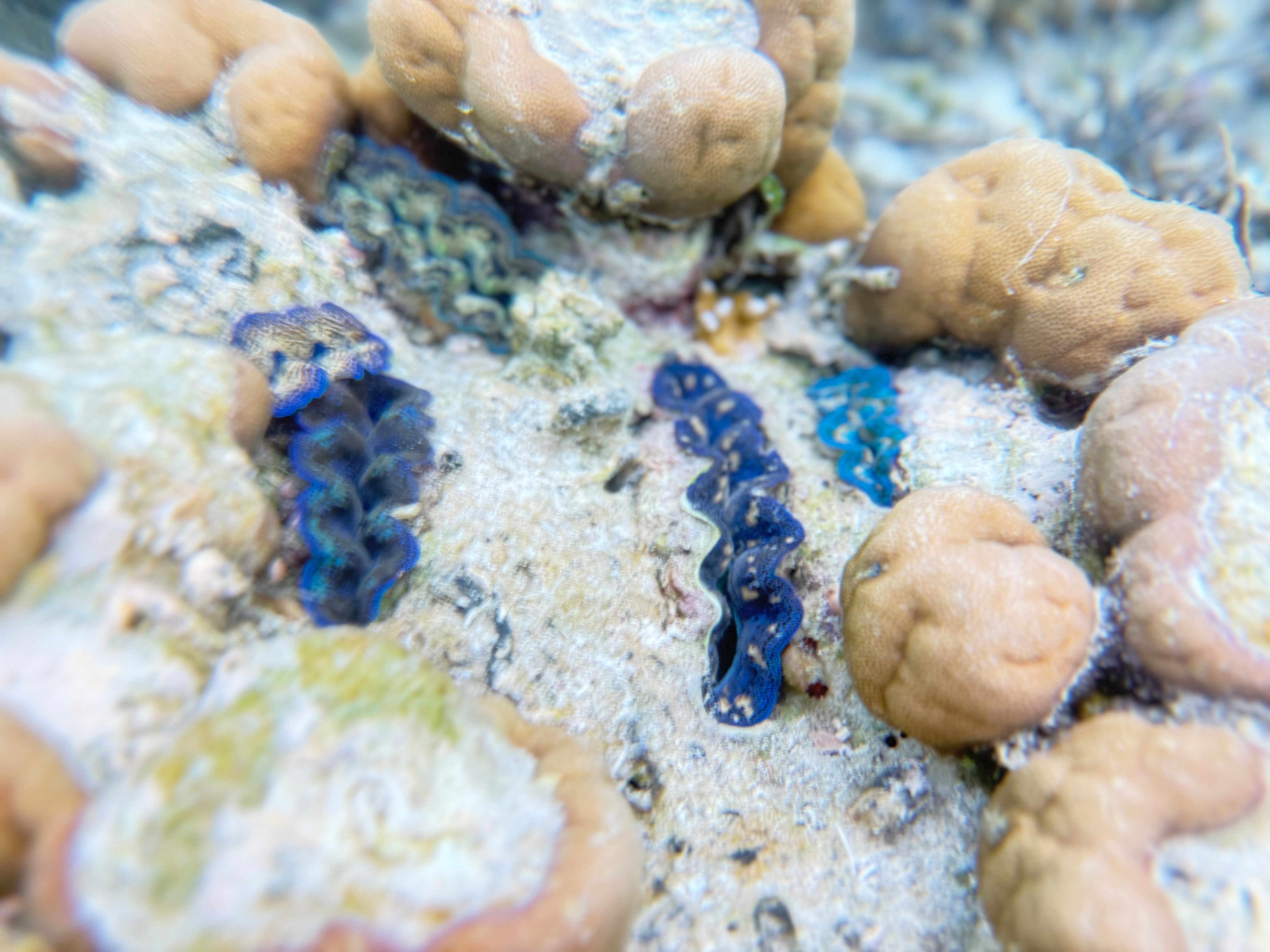 Nyande Raja Ampat-官方