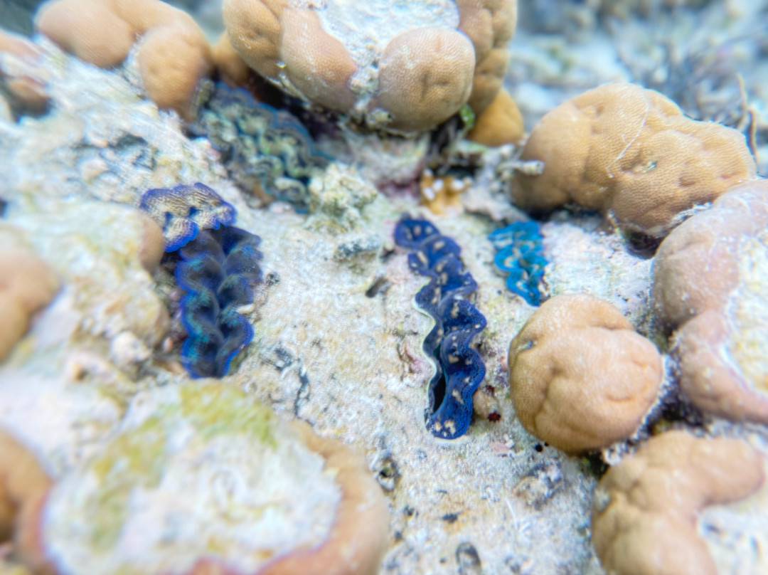 Nyande Raja Ampat主图