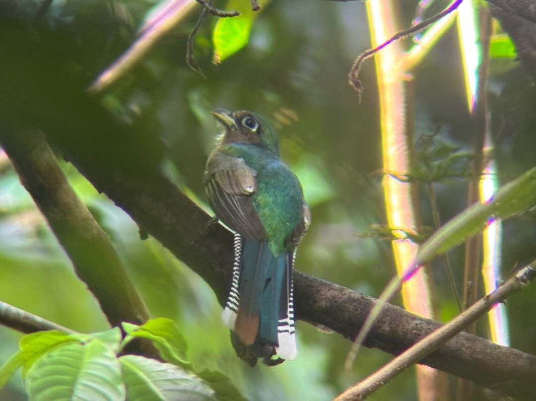 Ficus Tours-希门尼斯港必去景点