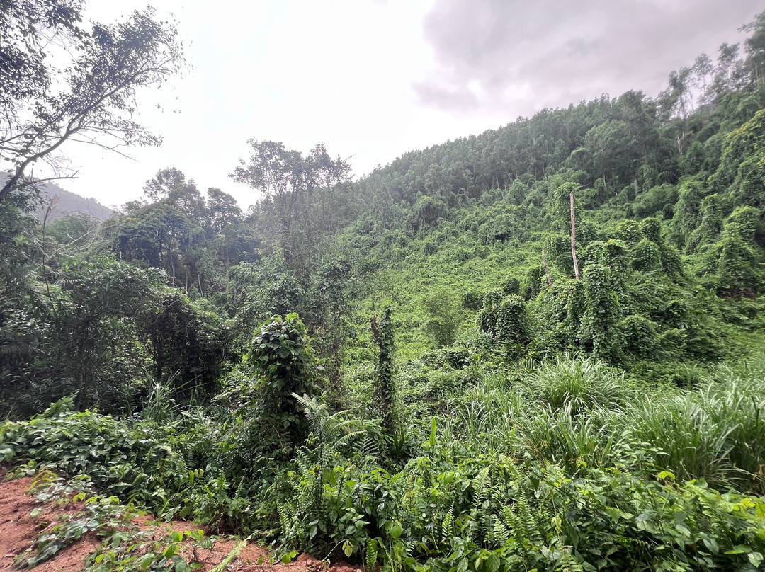 Kong Forest-Suoi Cat必去景点