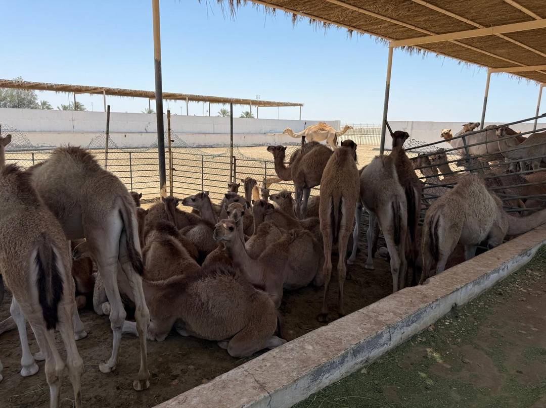 Royal Camel Farm-麦纳麦必去景点