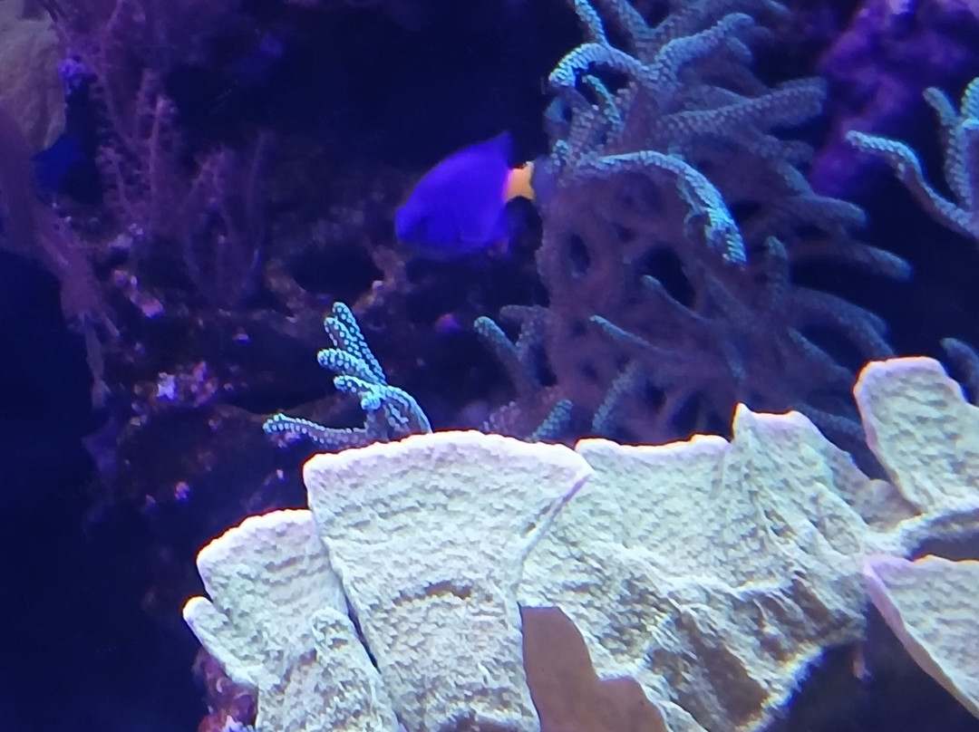 Sea Life Blankenberge-布朗肯堡必去景点
