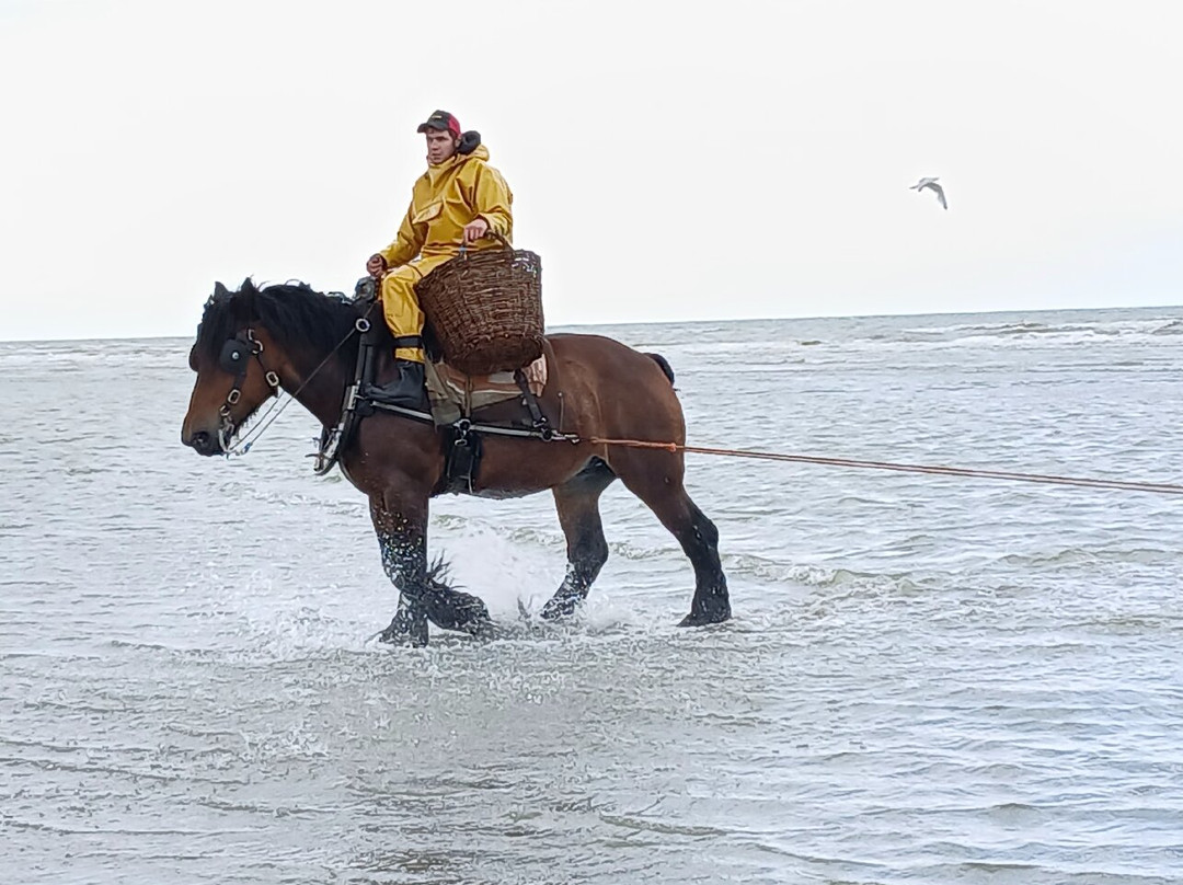 Paardevissers in Oostduinkerke-东代恩凯尔克必去景点
