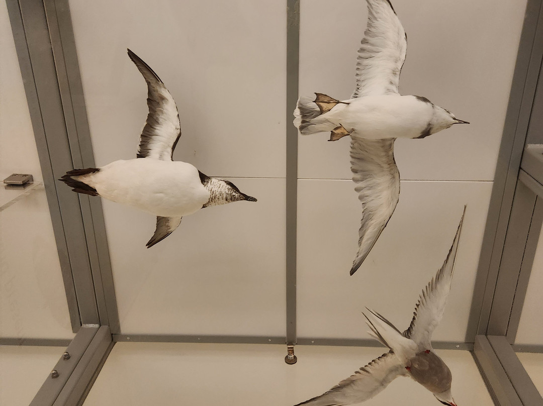 University Museum of Zoology-剑桥必去景点