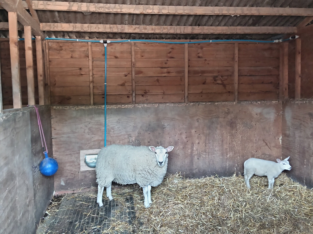 Hopefield Animal Sanctuary & Visitor Centre景点图片