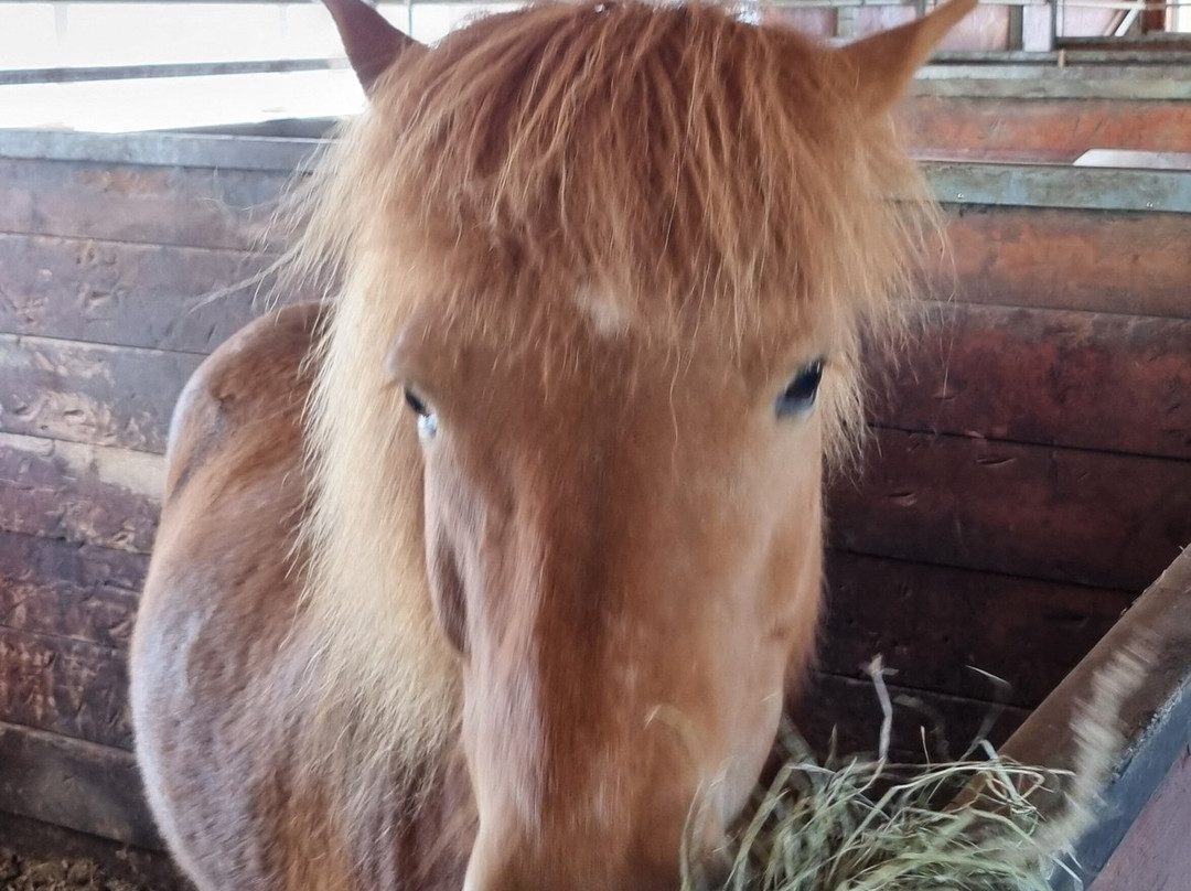 Sturlureykir Horses/Visiting HorseFarm景点图片