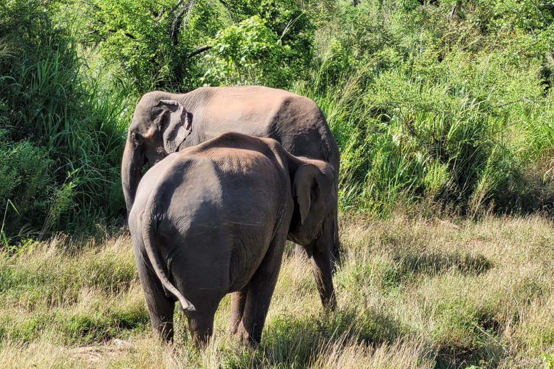 Vikky Roundtripsrilanka Travels-奴娃拉伊利雅必去景点