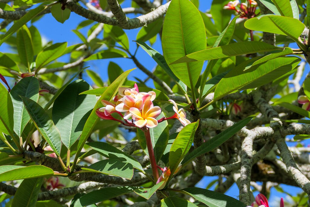 Na Aina Kai Botanical Gardens-基拉韦厄必去景点