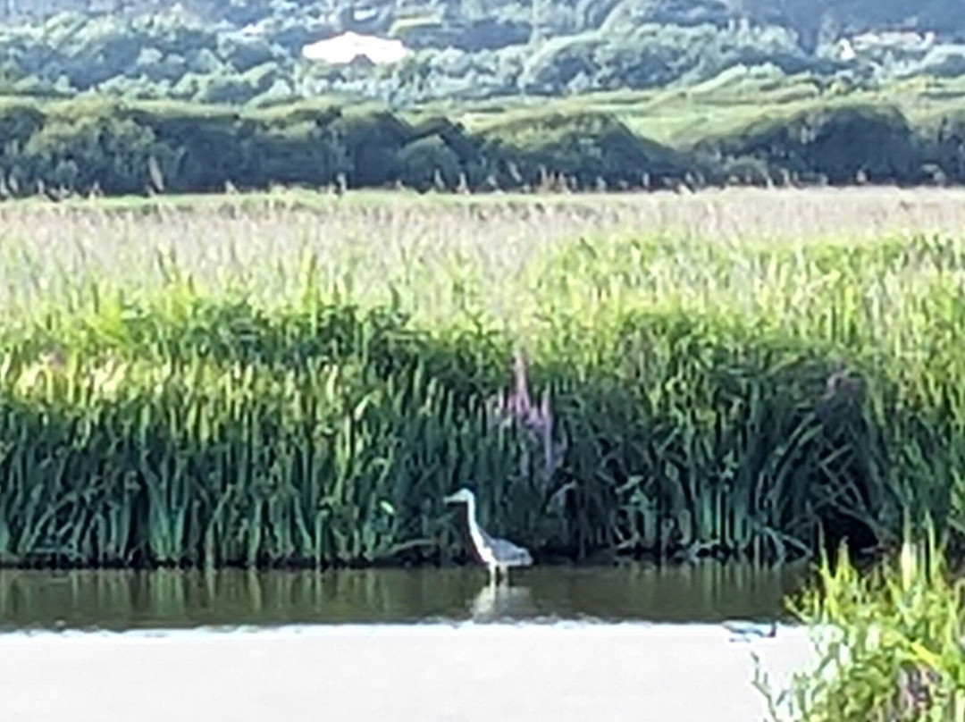 The National Trust for Jersey Wetland Centre-St. Peter必去景点