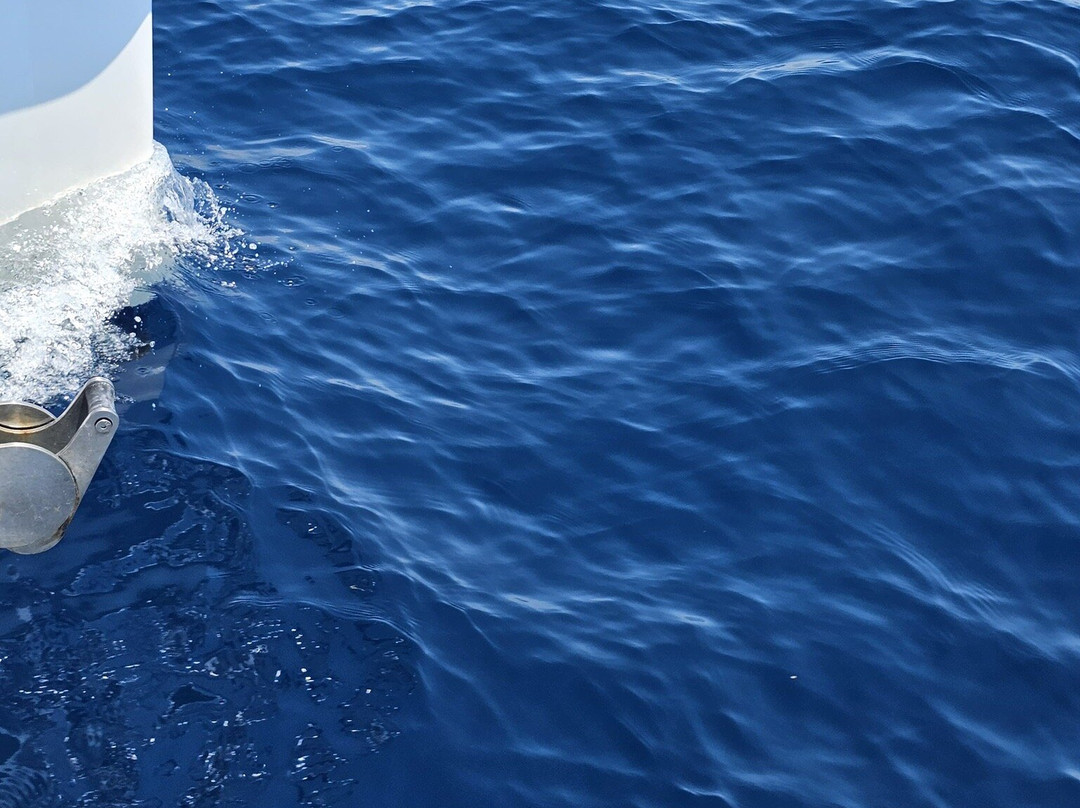 Jonian Dolphin Conservation-塔兰托必去景点