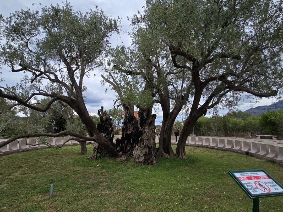 Old Olive Tree-Bar必去景点