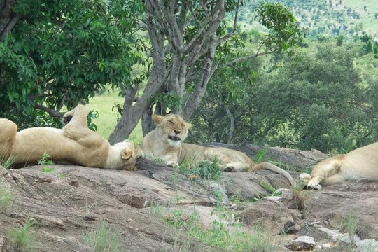 Dawin Tours-内罗毕必去景点