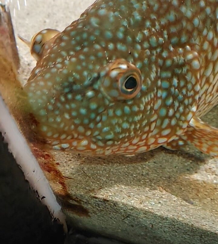Aquarium Marin De Tregastel-Tregastel必去景点