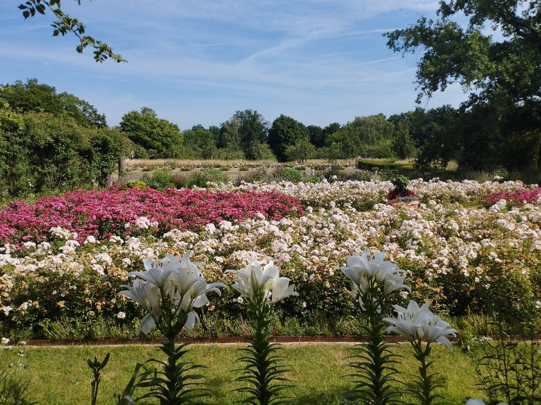 Park Rosenhöhe-达姆施塔特行政区必去景点