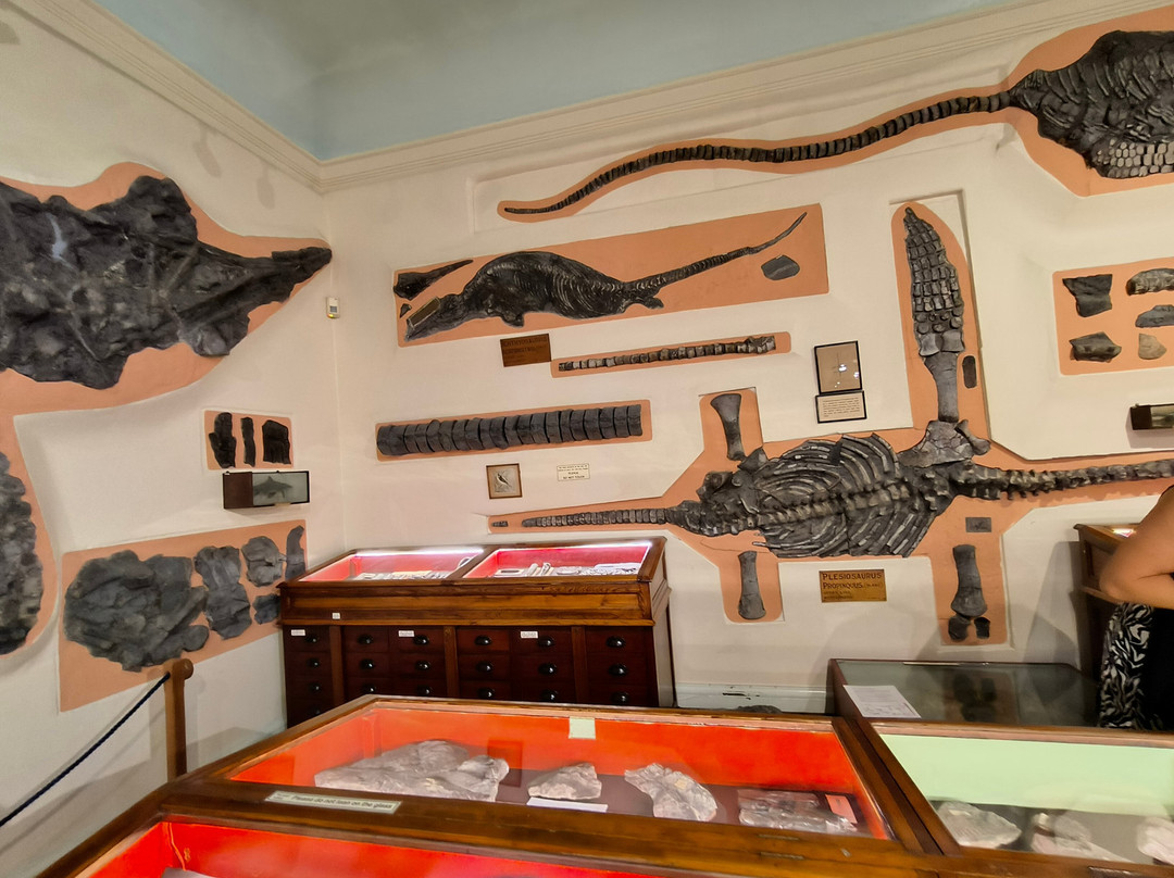 Whitby Museum-惠特比必去景点