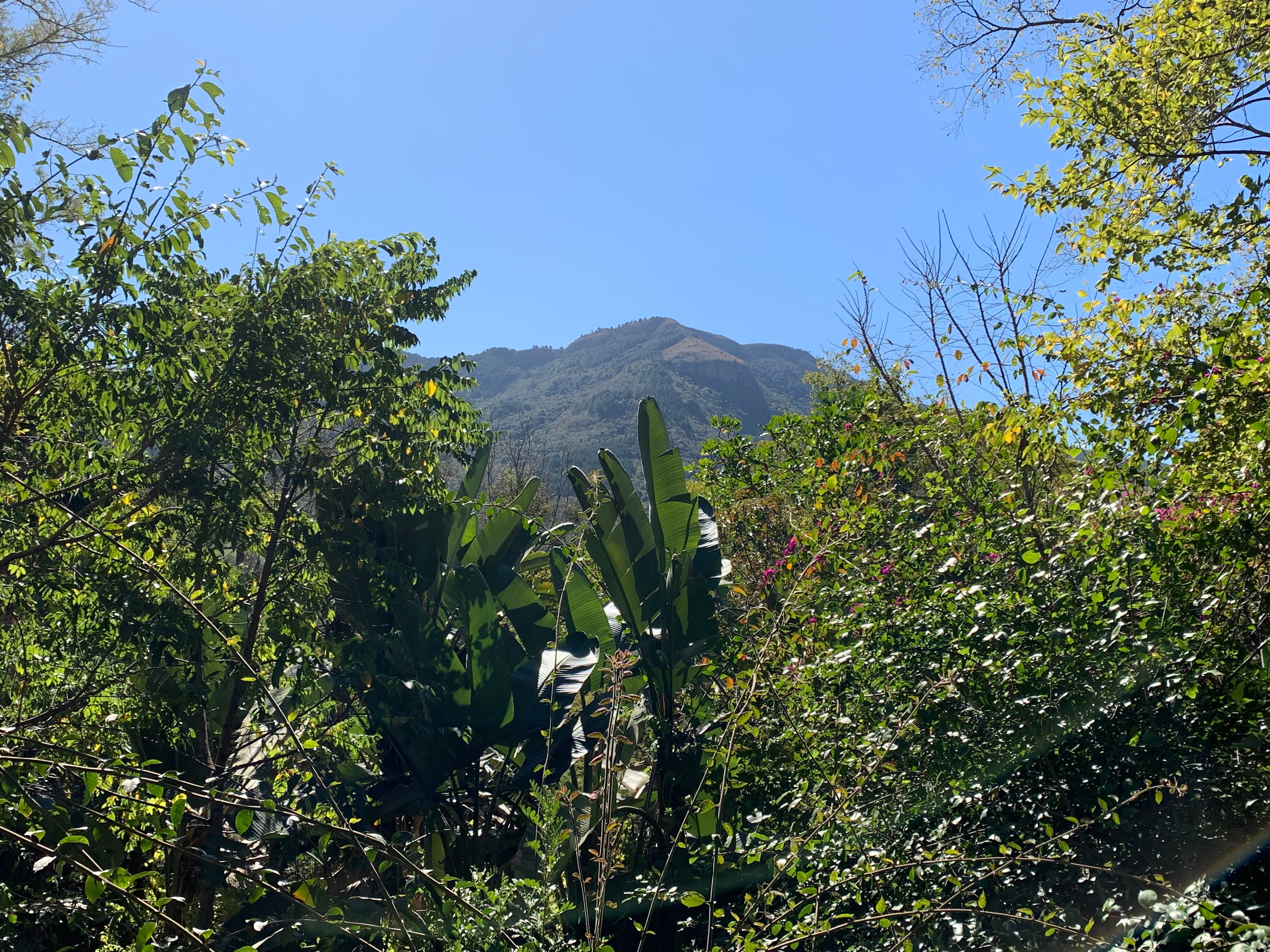 Old Joe's Kaia-官方