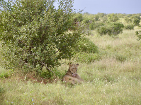 La Pisada Africa Safaris-内罗毕必去景点