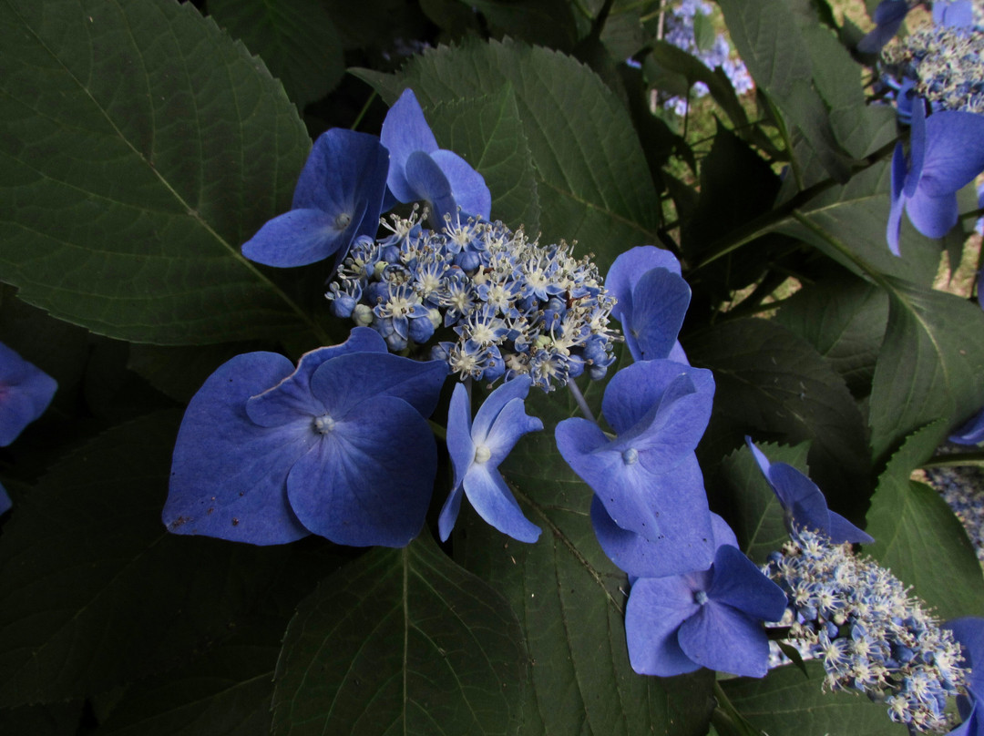 Uji City Botanical Park-宇治市必去景点