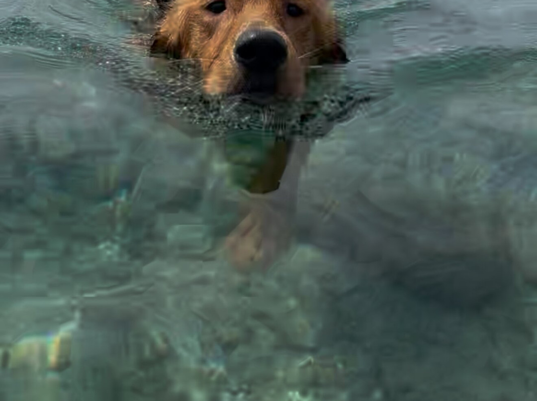 Peanut Island Shuttle Boat-Riviera Beach必去景点