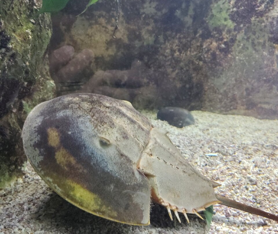 Aquarium de Vendée-Talmont Saint Hilaire必去景点