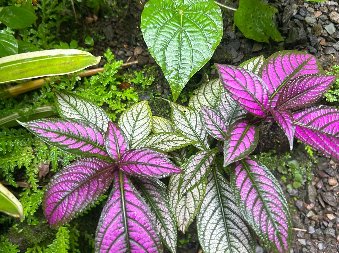 Sukia Park & Zip Line Tour-哥斯达黎加安东尼奥国家公园必去景点