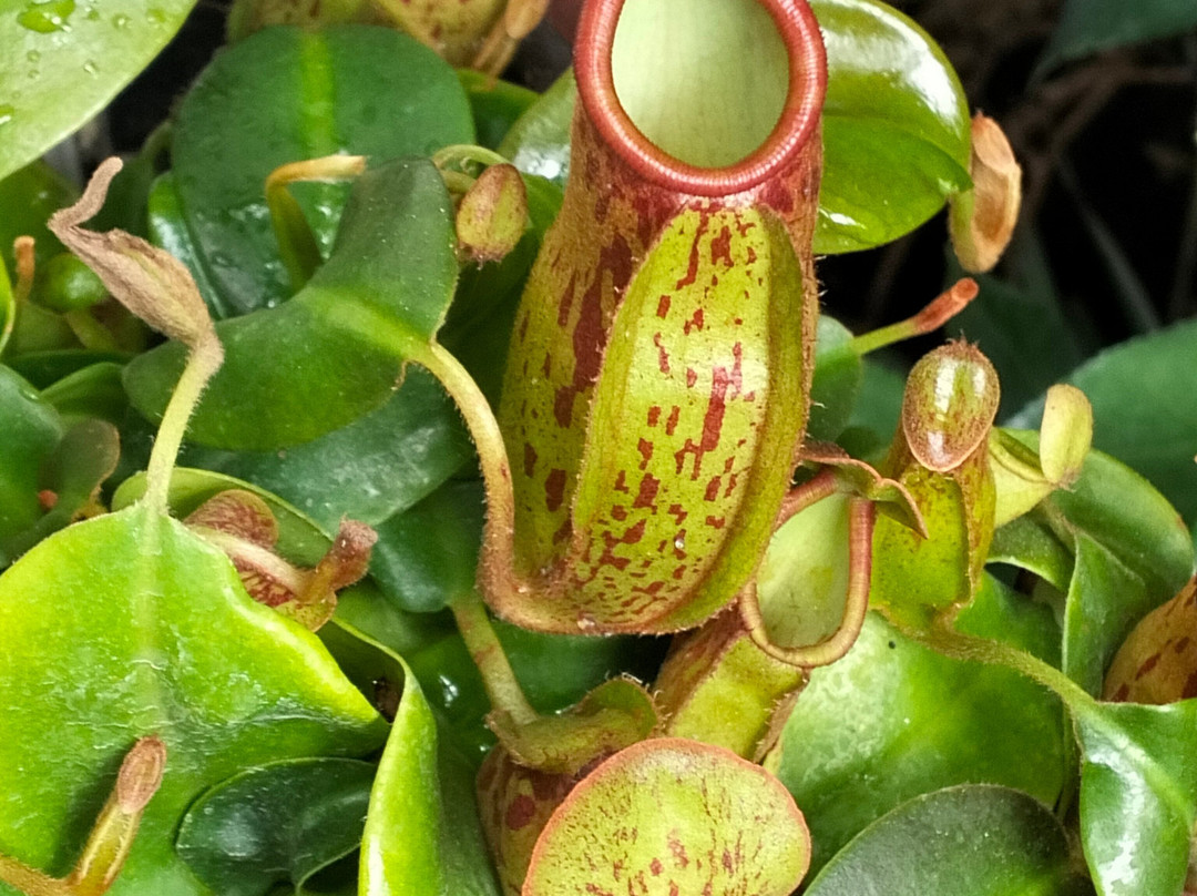 Botanical Garden of Tver State University-特维尔必去景点