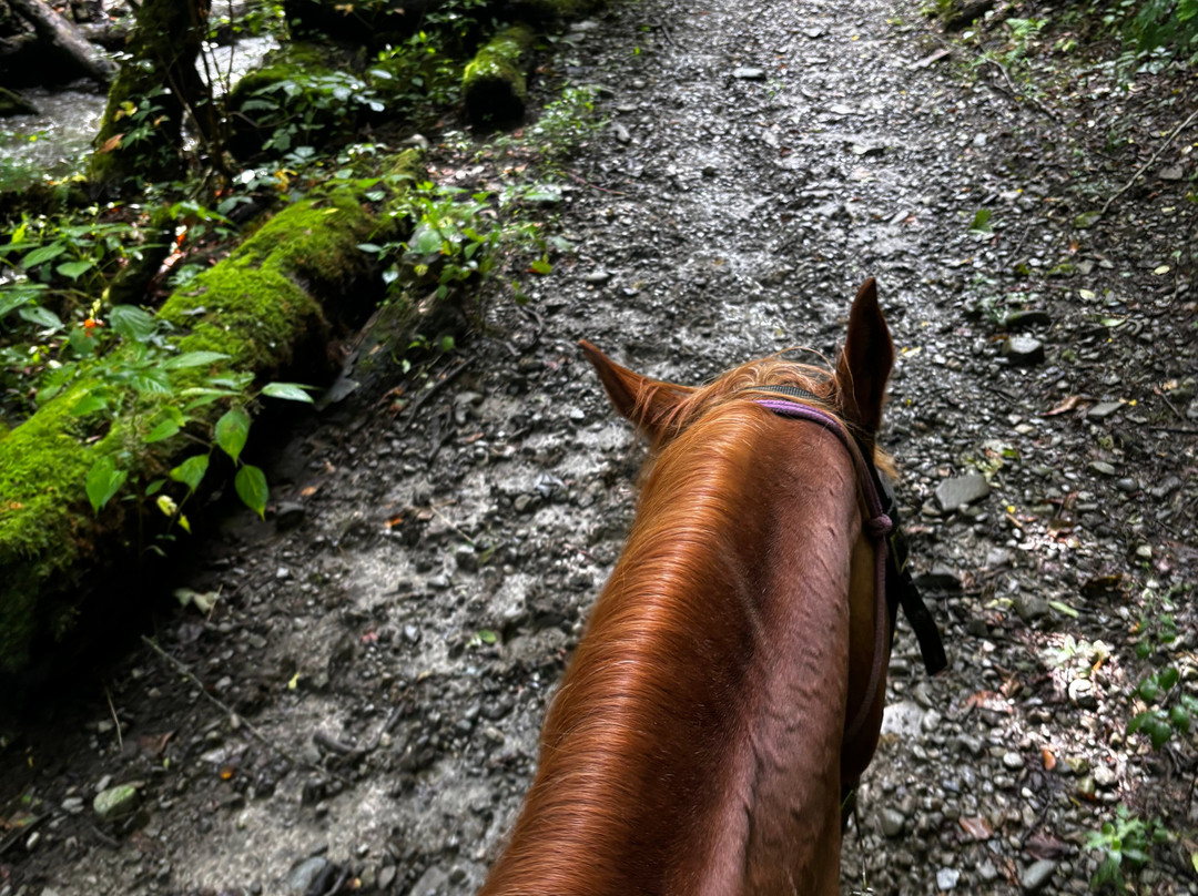 Sugarland Riding Stables-盖林柏格必去景点