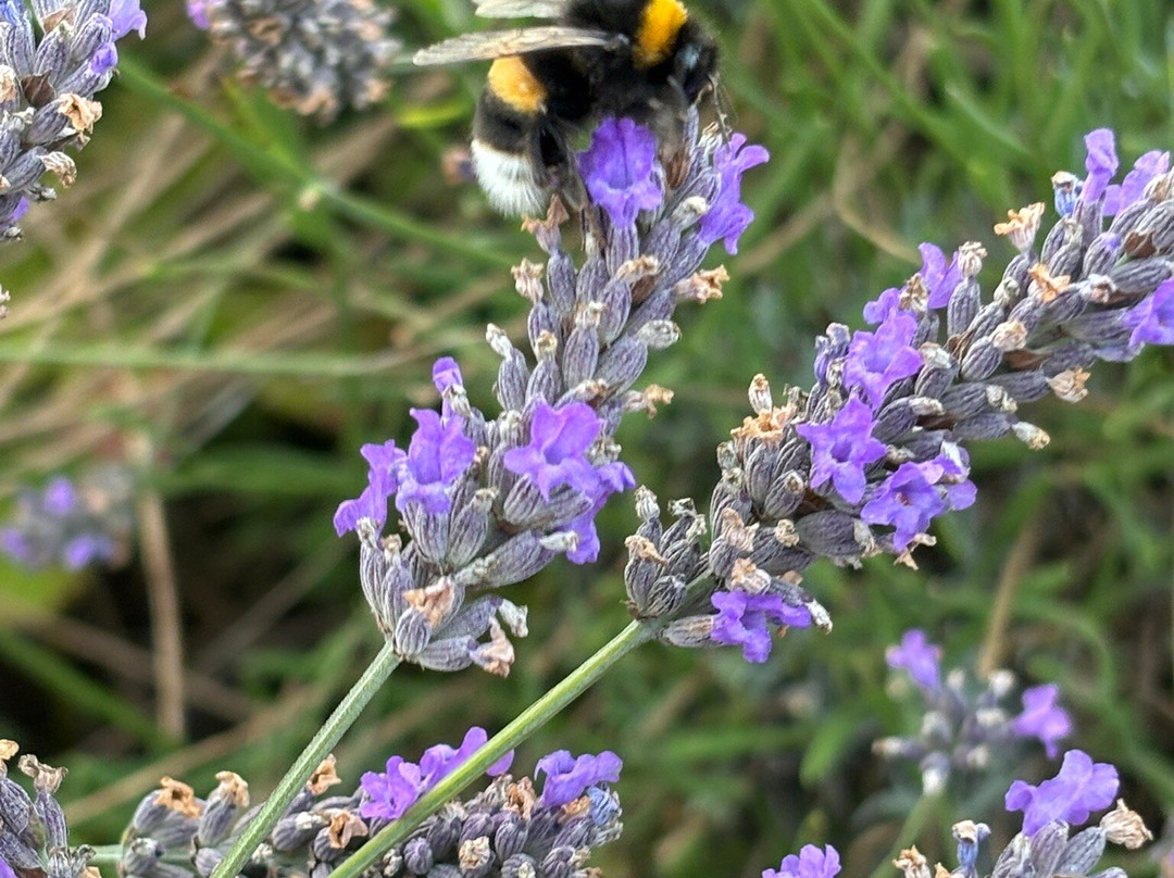 Hitchin Lavender-Ickleford必去景点