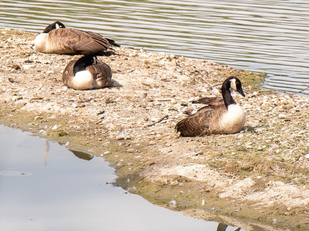 La Boire des Carrés-Saint-Remy-en-Rollat必去景点