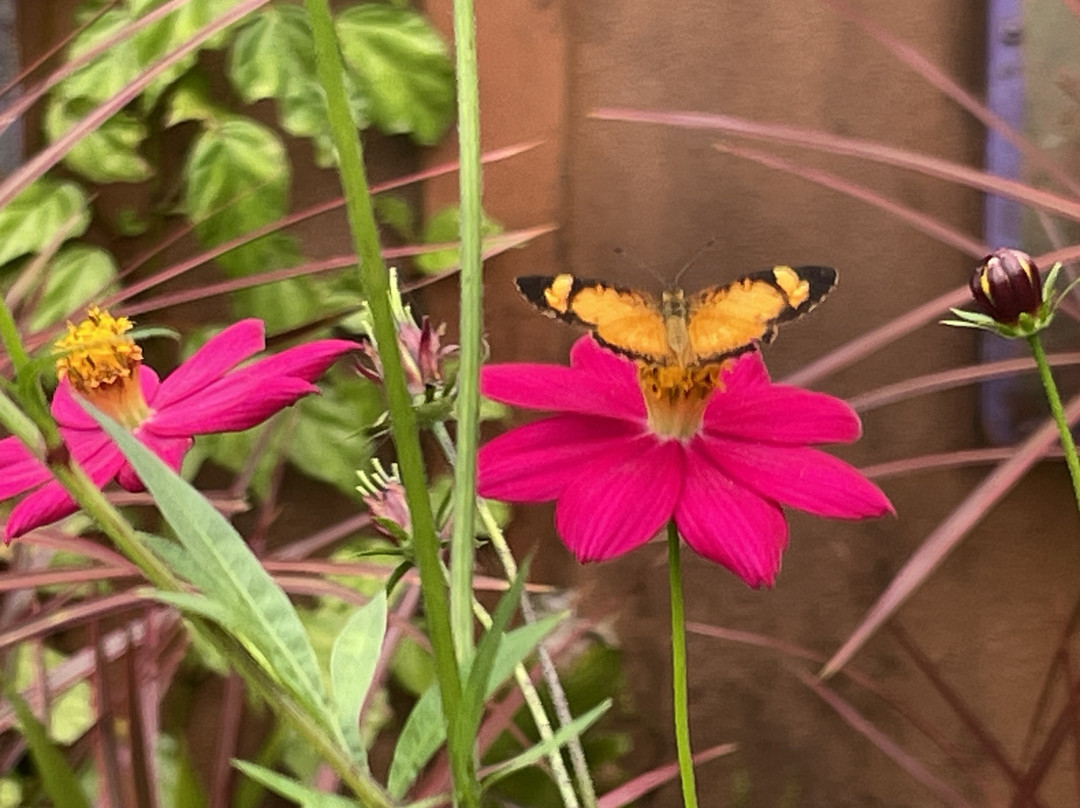 Lucky Bug B & B主图