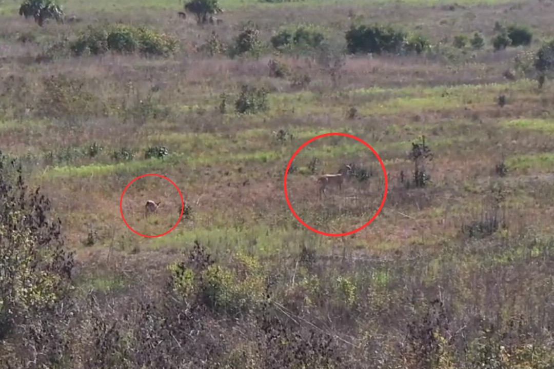 Paynes Prairie Preserve State Park-Micanopy必去景点