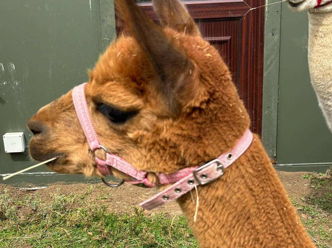 Beacon Alpacas-Husthwaite必去景点