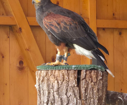 Wildpark Schmidt-Schmidt必去景点