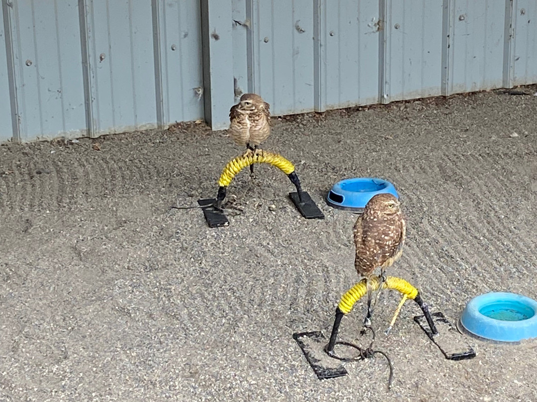 Alberta Birds of Prey Visitor's Centre-Coaldale必去景点