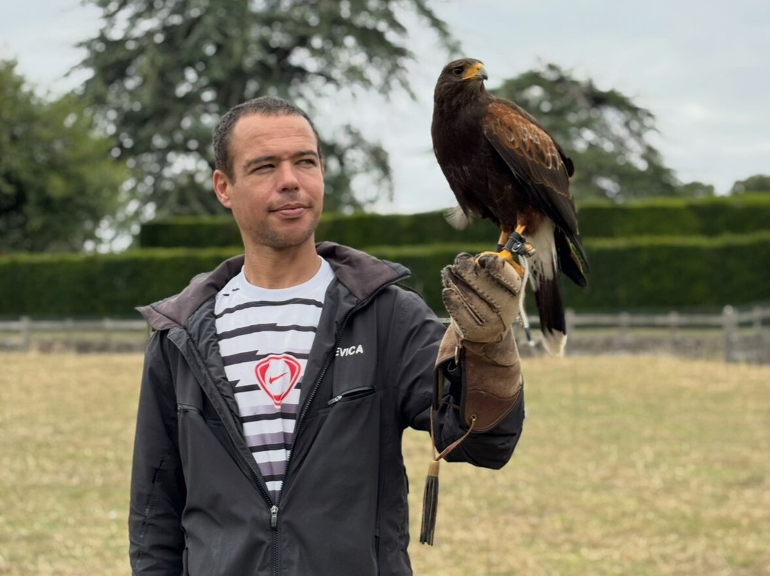 Icarus Falconry-北安普敦必去景点