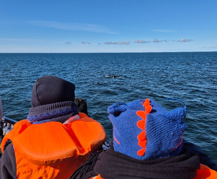 Sea Trips Reykjavík-雷克雅未克必去景点