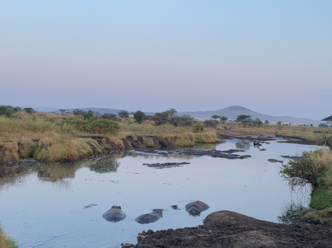 Karibu Safaris