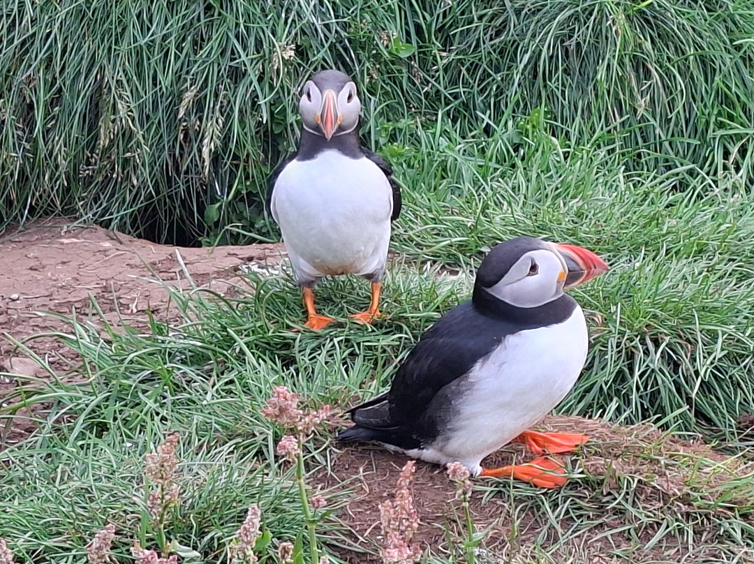 Borgarfjaroarhofn-Borgarfjordur Eystri必去景点
