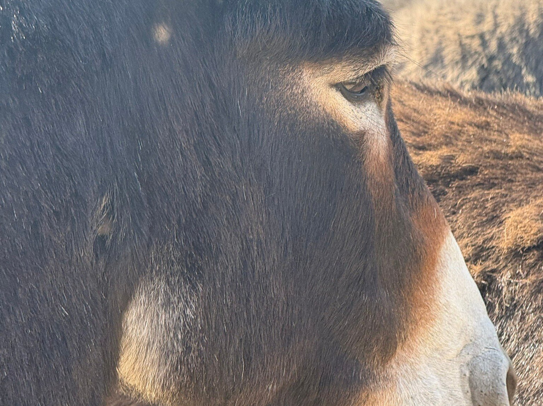Hayling Island Donkey Sanctuary-海灵岛必去景点