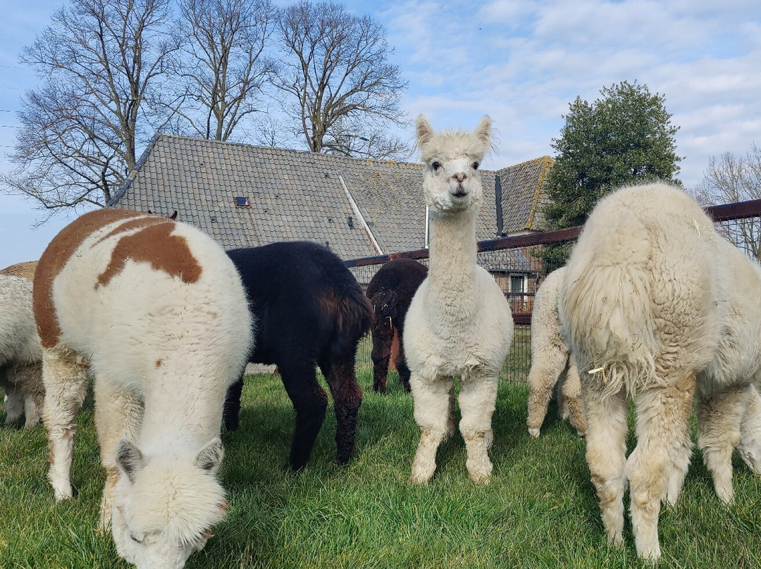 Alpaca Boerderij Hummelo