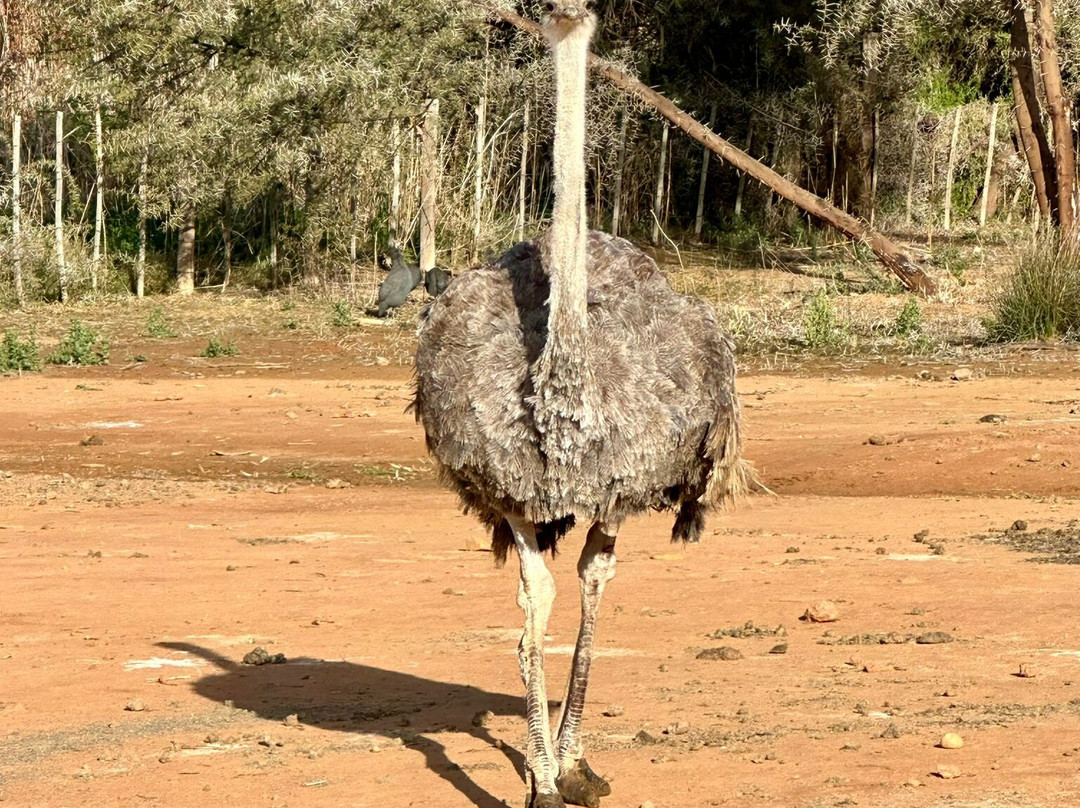 Safari Ostrich Farm-奥兹洪必去景点