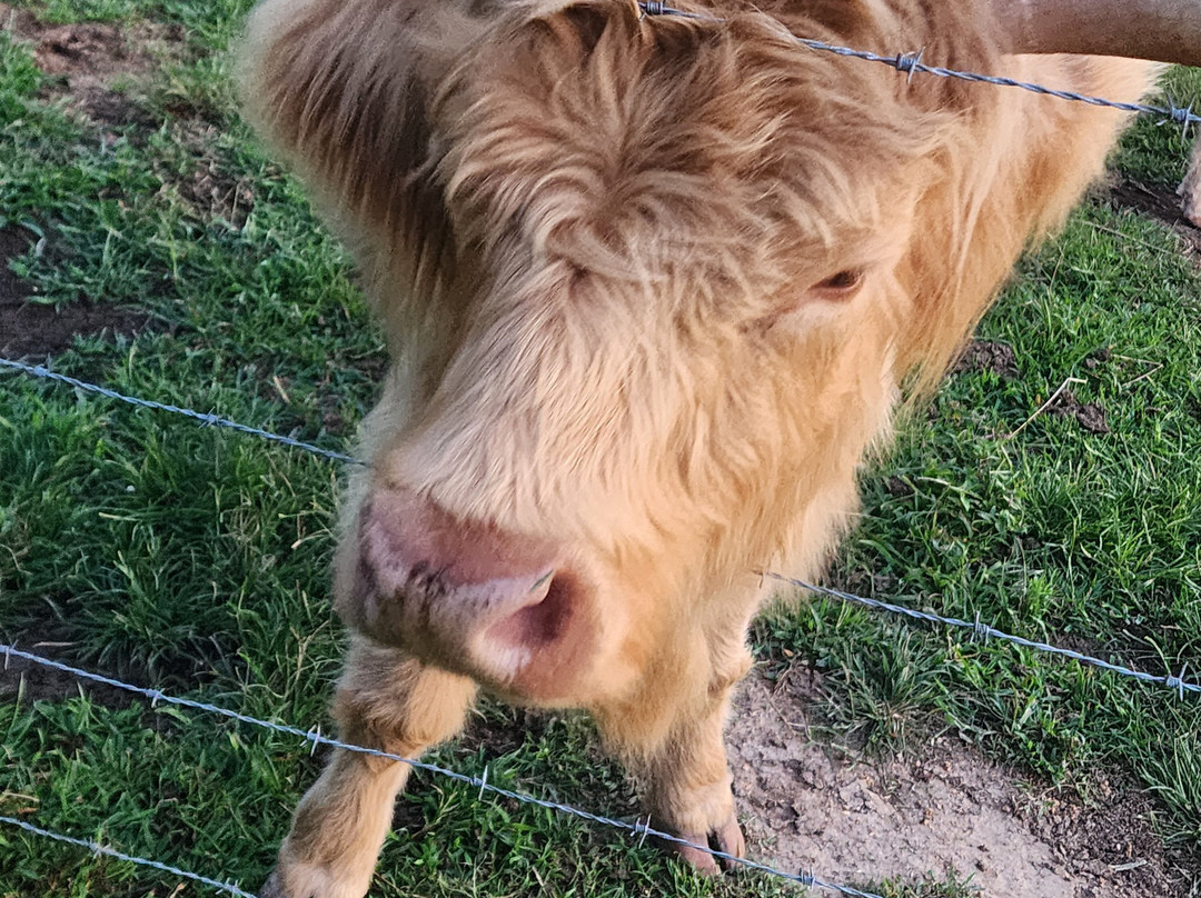 Little Tail Farms-Dunlap必去景点