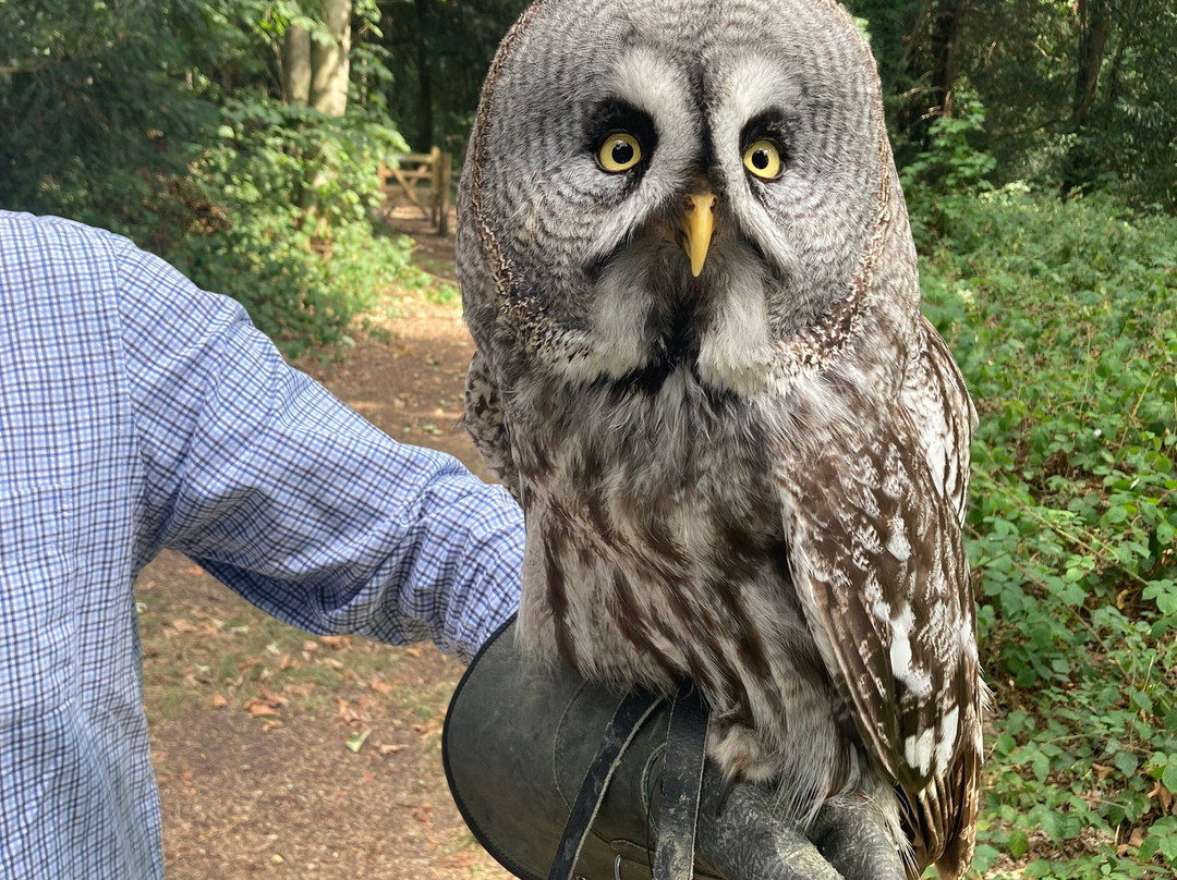 Bird of Prey Experiences - Hawkeye Falconry UK-Thoresby必去景点