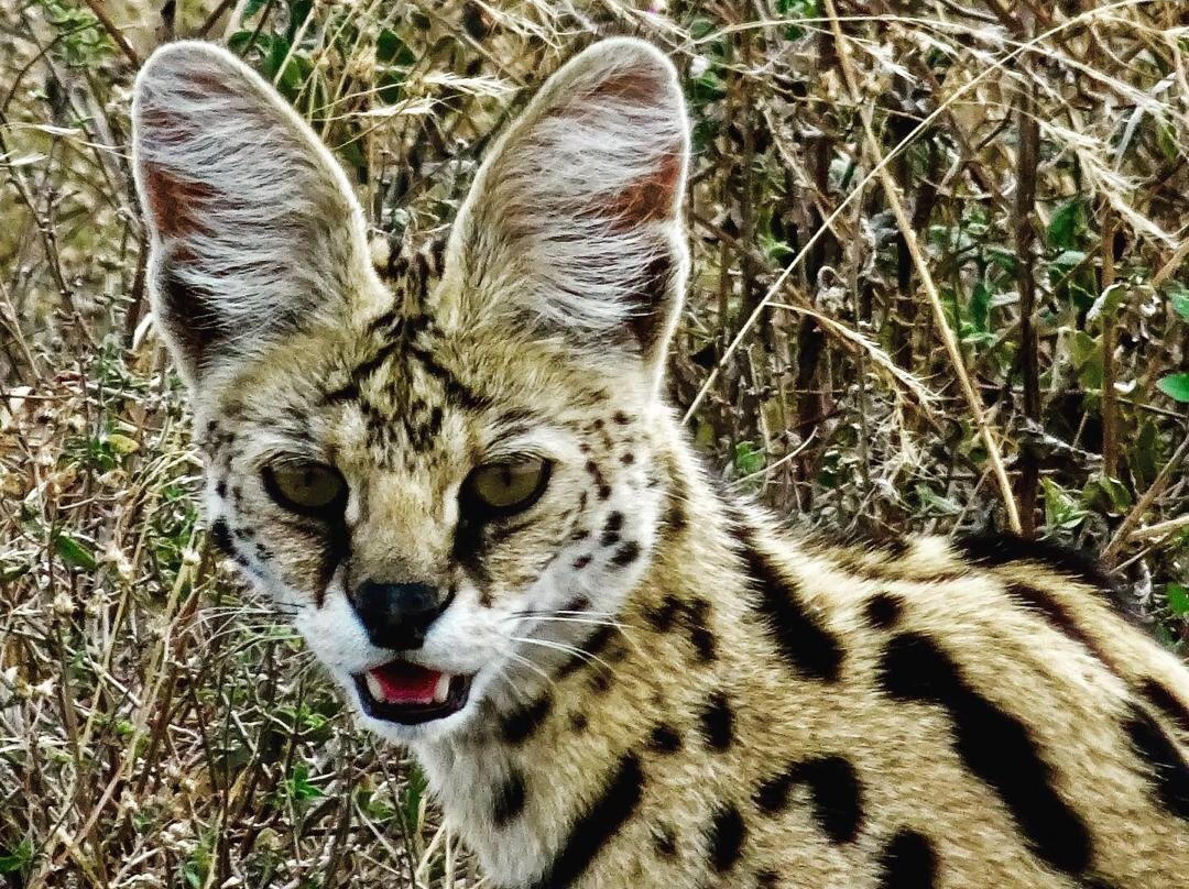 Escape To Tanzania Trekking & Safaris-莫西必去景点