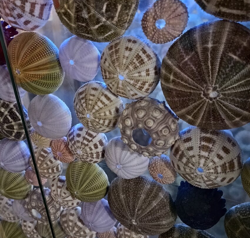 Museum du Coquillage-莱萨布勒多洛讷必去景点